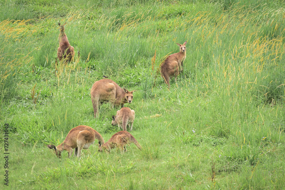 Obraz premium Eastern gray kangaroo (Macropus giganteus) Australian animals graze on green grass in natural habitat.