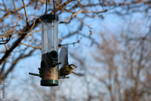 blue tit flying away from a bird feeder