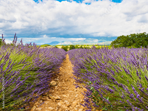 Provence landscape with lavender fields, France