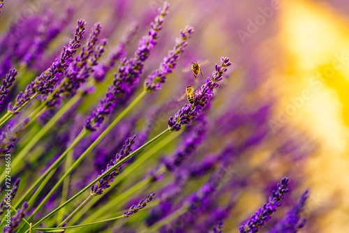 Lavender fields in bloom in Provence