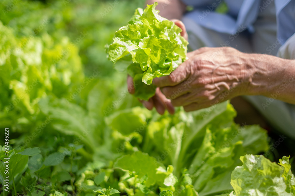 Hands of a senior picking lettuce, vibrant garden setting. Image suits themes of growth and health. Spring in the garden, Eco friendly gardening and sustainable farming