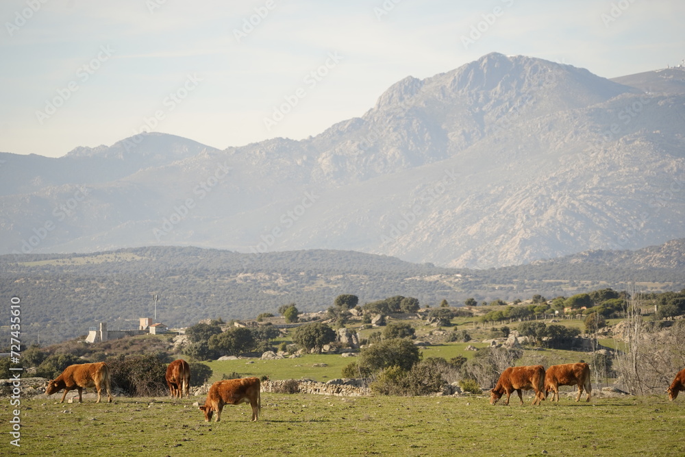 Fototapeta premium cows in the mountains