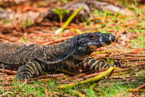 Lace monitor (Varanus varius) Australian large lizard lies on the ground, animal in the wild on a summer sunny day.