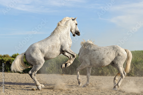 Horse fight in camargue, France