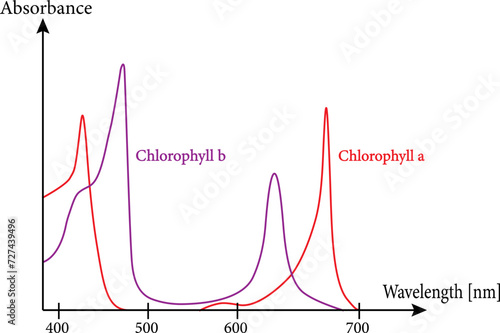 Absorbance spectra of free chlorophyll a  and b in a solvent.Vector illustration.