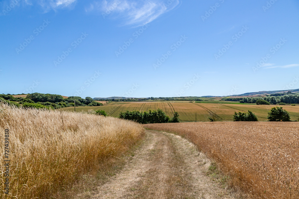 A pathway through farmland on the Isle of Wight, with a blue sky overhead
