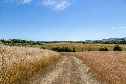 A pathway through farmland on the Isle of Wight  with a blue sky overhead
