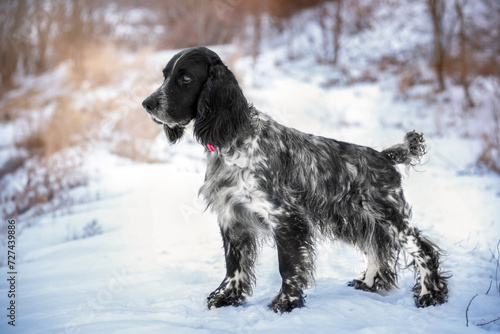 Black and white Russian hunting spaniel standing against the backdrop of an winter forest. Hunting dog.