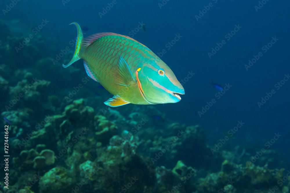 Parrot fish Parrot fish