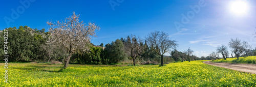Expansive Spring Panorama Featuring Blossoming Trees and a Sea of Yellow Wildflowers