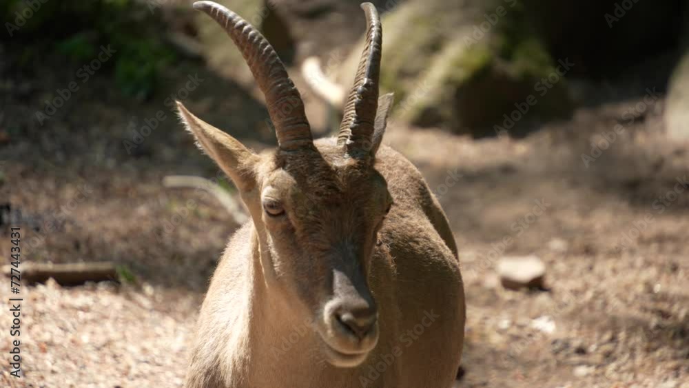 Close view of a female ibex moving around the forest Close view of a female ibex moving around the forest