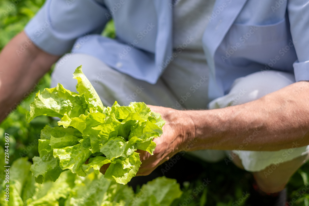Hands of a senior in light blues shirt holds lettuce, vibrant garden setting. Image suits themes of growth and health, senior life in retirement, life in countryside