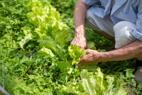 Hands of a senior picking lettuce in the garden, vibrant garden setting. Image suits themes of growth and health, senior life in retirement, life in countryside