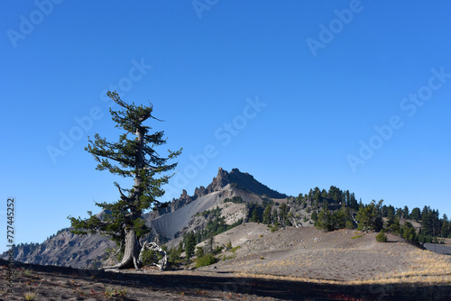 Lone Whitebark Pine on Rim of Crater Lake photo