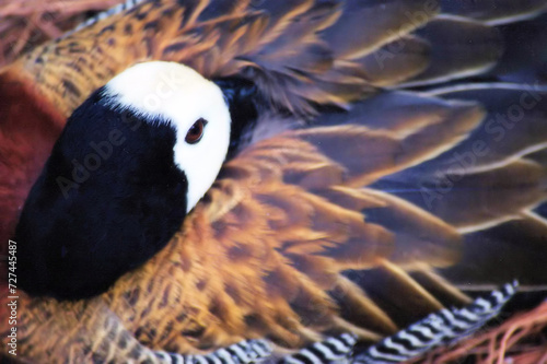 close up of a duck