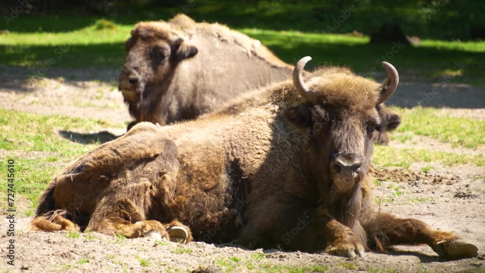 Two Bison resting on a meadow on a sunny day Two Bison resting on a meadow on a sunny day