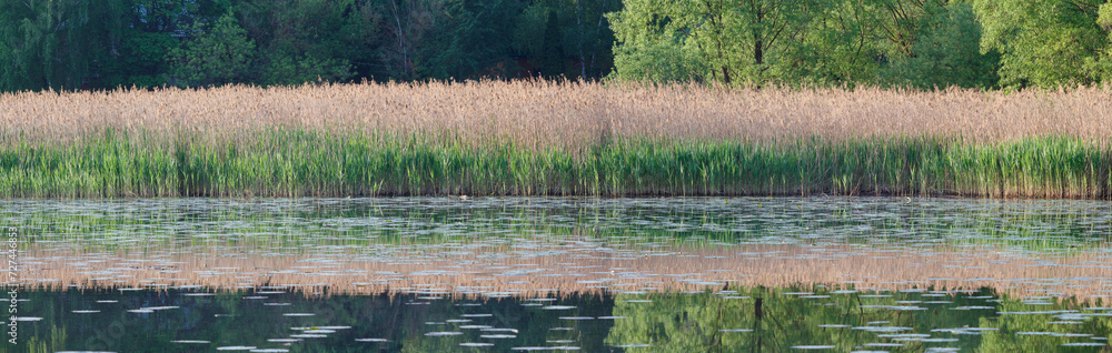 Obraz premium Panoramic view of the lake with reeds along the shore.