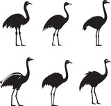 Ostrich Vector Illustration Set