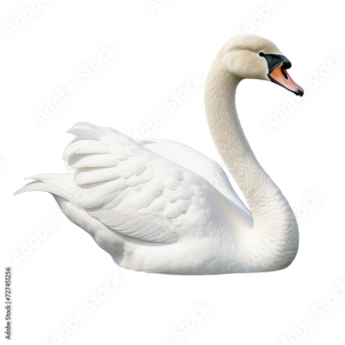 swan on the water