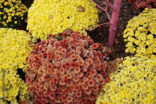 yellow flowers