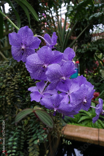 purple flowers in the garden