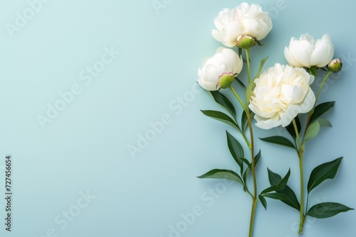 White peony rose on light blue background with copy space for text.