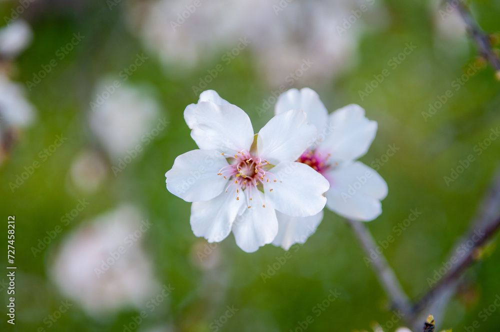 Fototapeta premium Beautiful almond tree with flowers in full bloom in Jerez de la Frontera, Cadiz.