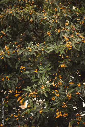 A large loquat tree with lots of ripe fruit. Ripe fruit loquat on trees in the garden.