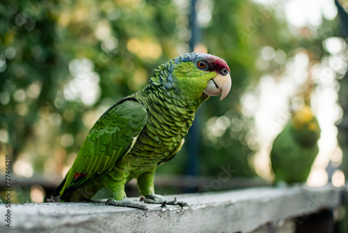 Green parakeet
