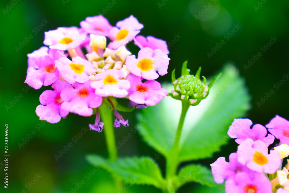 Obraz premium ランタナ