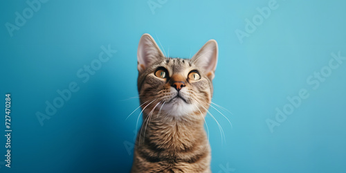 a cat is looking up at the camera on blue background