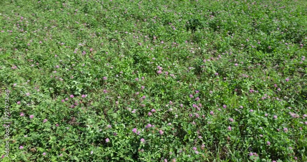 blooming clover growing in the field, a field with clover for feeding animals on the farm blooming clover growing in the field, a field with clover for feeding animals on the farm