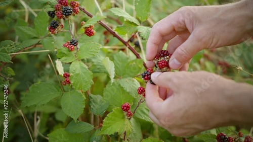 Man picking wild blackberries in the evening in nature. Berries are an excellent addition to the diet of vegetarians. Shot close-up.