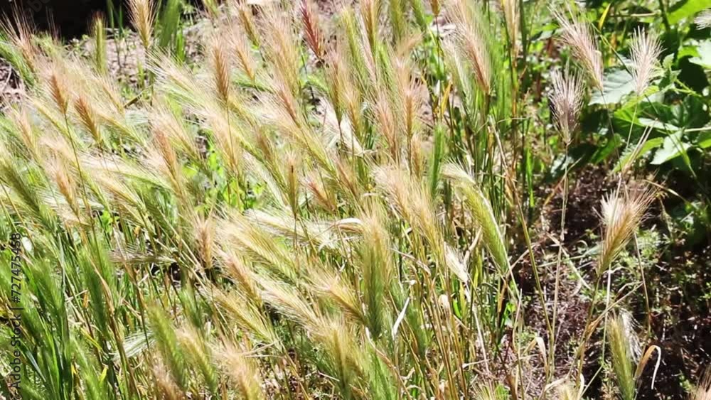 Looking Down On Foxtails Plants Waving In Wind In Spring Yellow And Green
Looking Down On Foxtails Plants Waving In Wind In Spring Yellow And Green