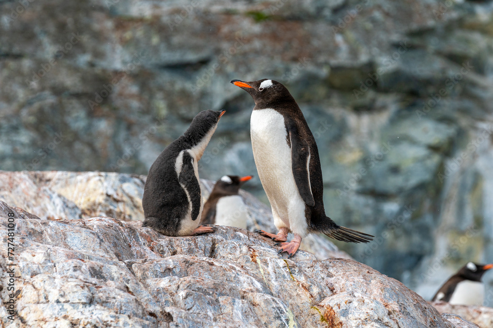 Naklejka premium A mother penguin and her babies on the land in Antarctica