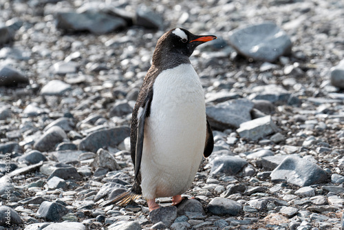 Close up portrait of gentoo penguin  in the snow of Antarctica. 