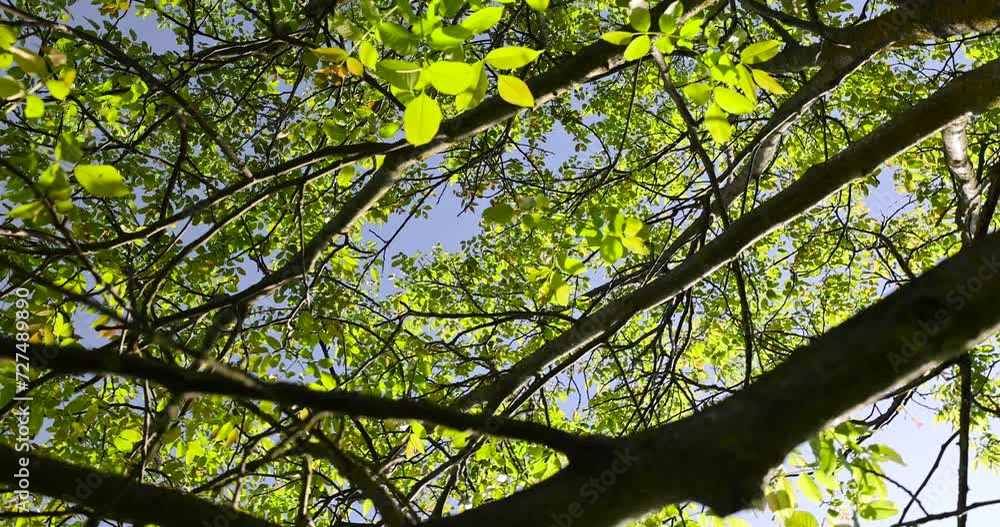 the first beautiful walnut foliage in close-up against a blue sky background, yellow-green walnut foliage in a fruit garden the first beautiful walnut foliage in close-up against a blue sky background, yellow-green walnut foliage in a fruit garden