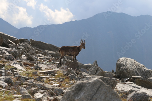 Ibex in the italian alps