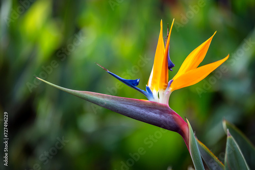 Hawaii tropical flowers, bird of paradise
