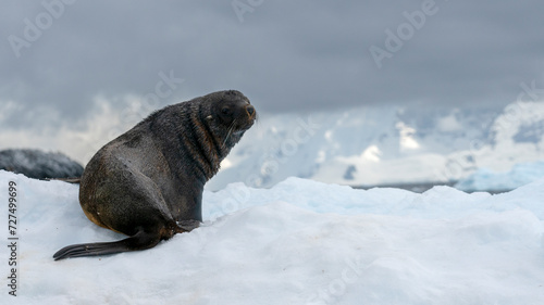 A fur seal poses on snow. Antarctic Peninsula. 