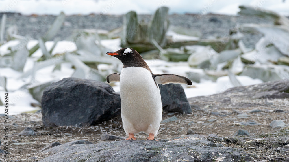 Naklejka premium Gentoo Penguin, coming ashore and walking along a beach. Antarctic Peninsula.