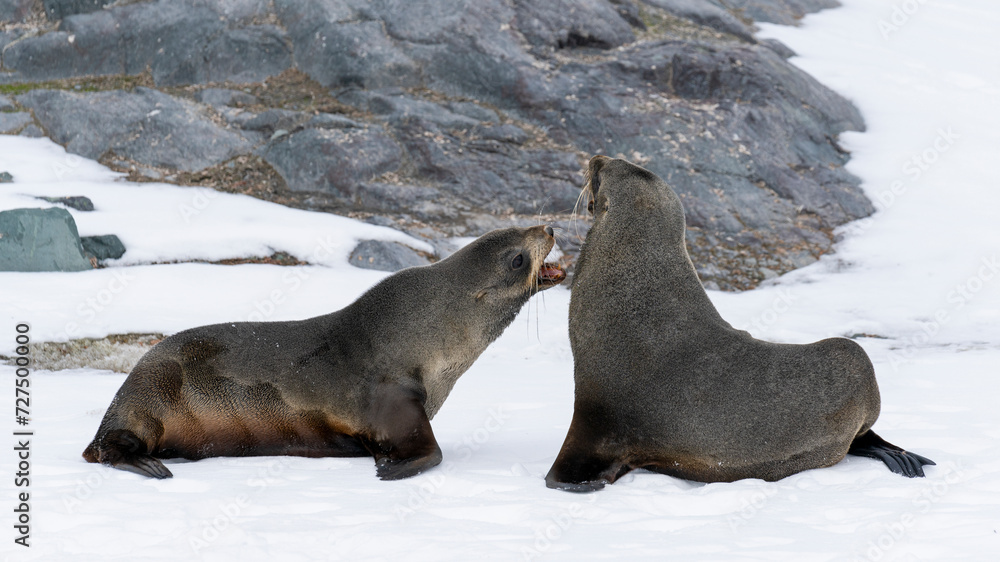 Fototapeta premium Antarctic fur seals fighting on the beach at Half Moon Island, Antarctica.