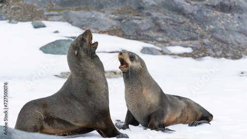 Antarctic fur seals fighting on the beach at Half Moon Island  Antarctica.