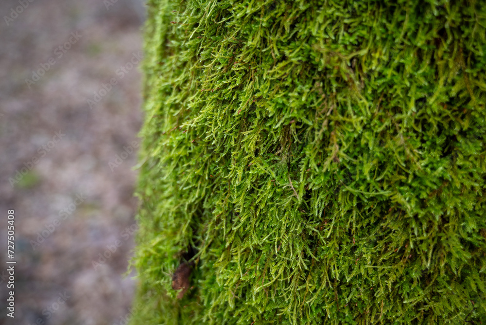 mousse sur un arbre en forêt mousse sur un arbre en forêt