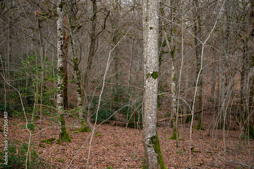 sous bois en hiver