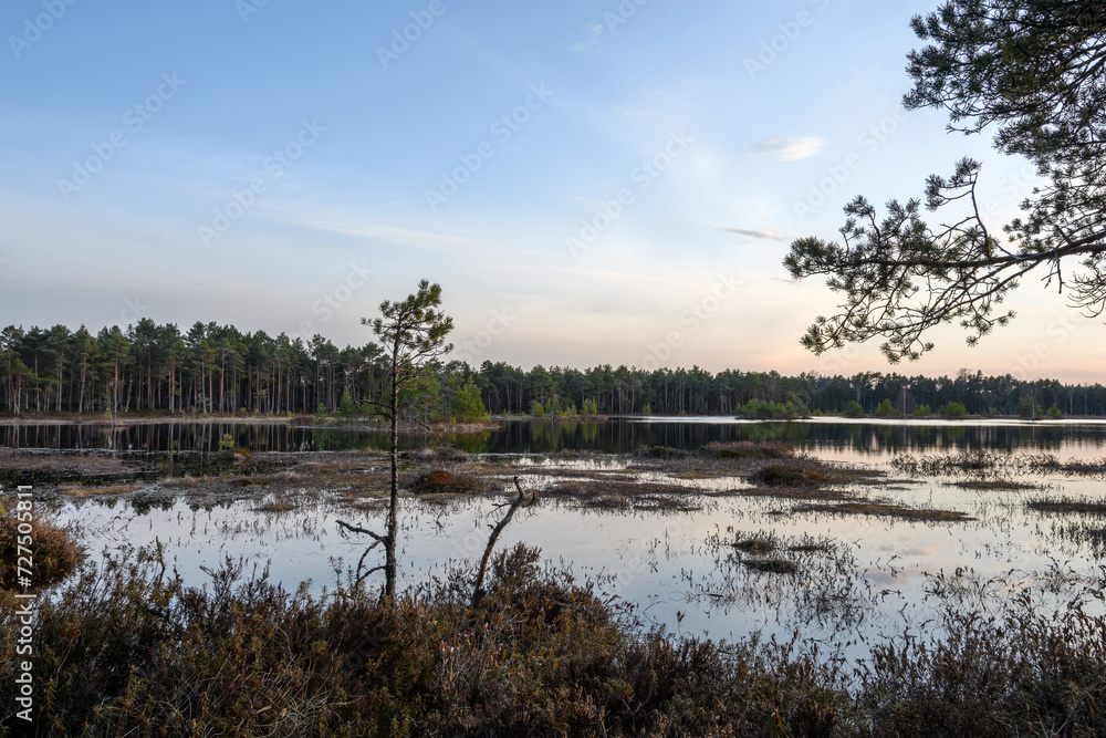 Forest swampy lake Suurlaugas, Selisoo, Estonia on a spring evening before sunset. A single pine tree and a wooded shore, swamp hummocks overgrown with wild rosemary. Twilight blue sky with pink hues