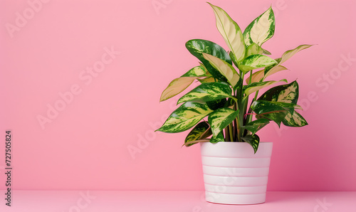 plant triostar in a pod on pink background with copy space, Generative AI