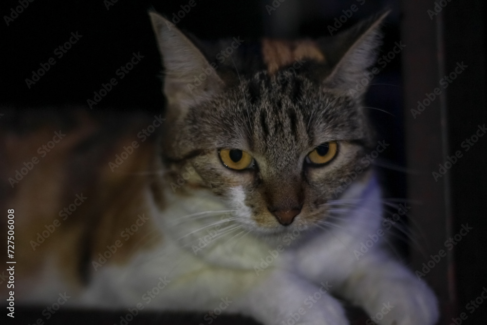 Domestic cat on a dark background. Close-up portrait. Domestic cat on a dark background. Close-up portrait.