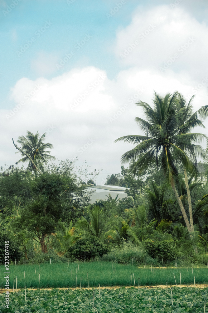 Obraz premium palm trees in the garden