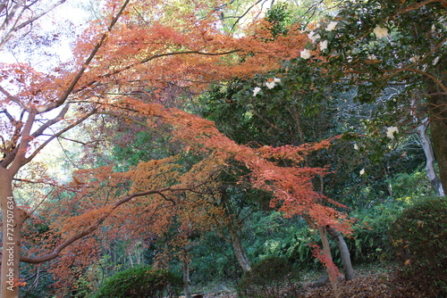 秋の風景 紅葉の木 もみじ